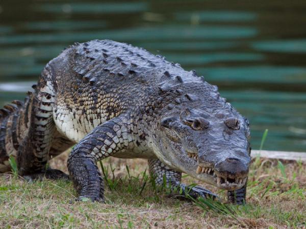 Con cá sấu số mấy trong dân gian và xem ý nghĩa cá sấu