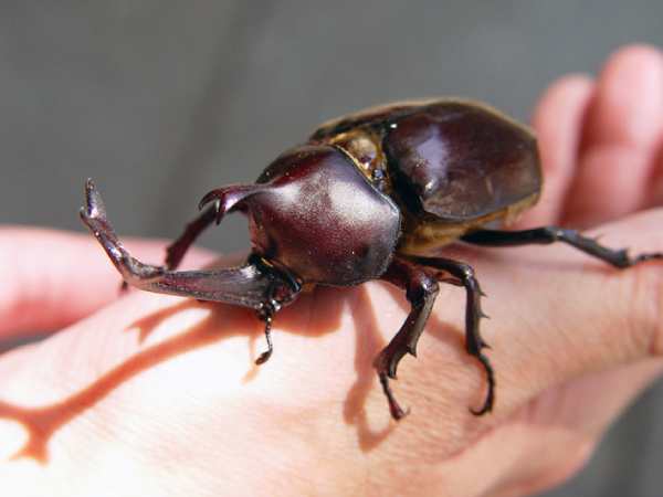 Bọ hung bay vào nhà là điềm gì?