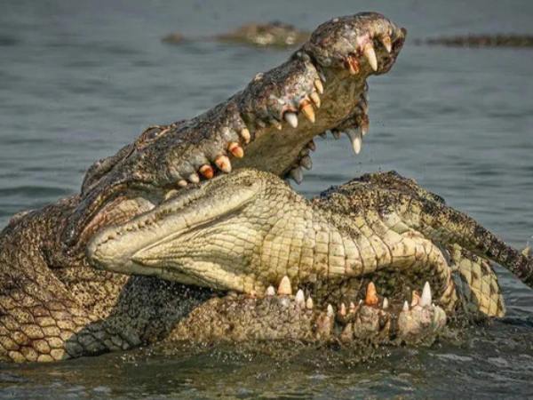 Ý nghĩa con cá sấu trong phong thủy và đời sống Ý nghĩa con cá sấu trong phong thủy và đời sống