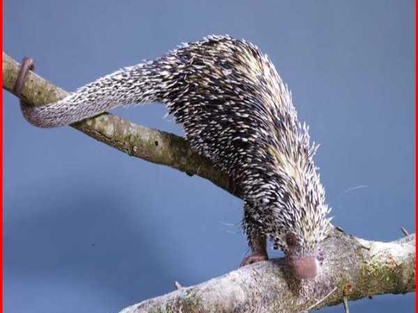 Con nhím số mấy?