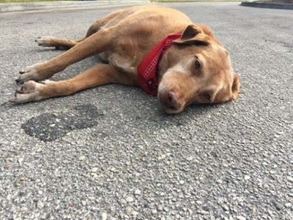 Nằm mơ thấy chó chết là điềm gì? Cảnh báo vận hạn gì?