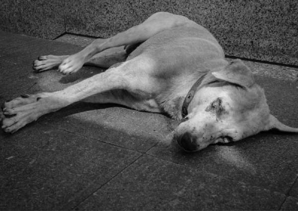 Mơ thấy chó chết nhưng bản thân không buồn