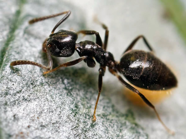 Nằm mơ thấy kiến cắn có con gì tài lộc có ý nghĩa gì