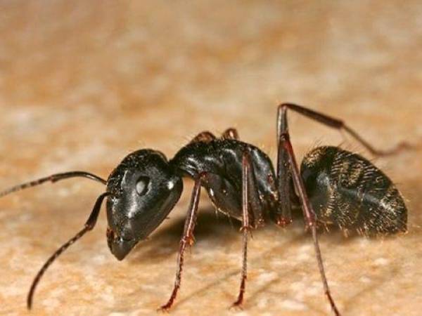 Chiêm bao thấy kiến đen đi kiếm mồi