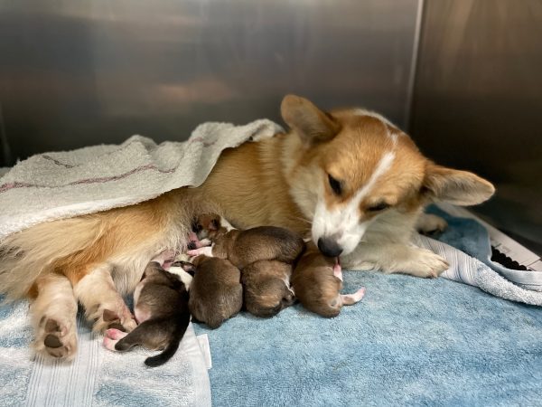 Giải mã nằm mơ thấy nhiều chó đánh con gì, số mấy may mắn?