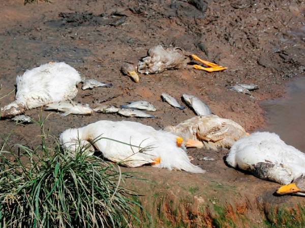 Nằm mơ thấy vịt chết là điềm lành hay dữ, số gì phát đạt?