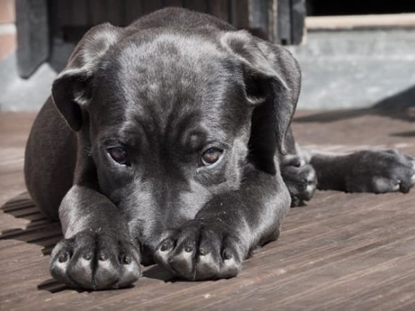 Nằm mơ thấy chó đen vào nhà là điềm báo gì, con gì?