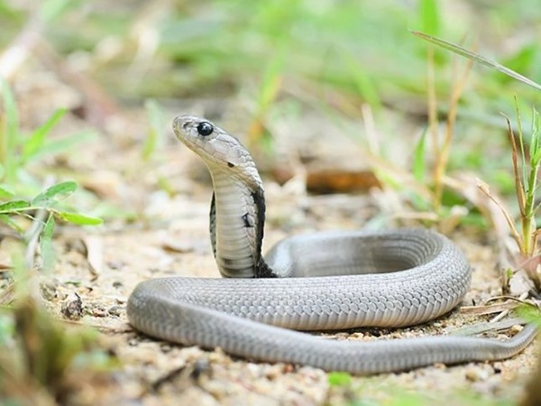 Rắn hổ mang số mấy, giải mã mơ thấy rắn hổ mang là điềm gì?