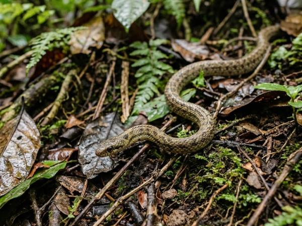 Rắn nhỏ số mấy? Giải mã chi tiết từ góc nhìn tâm linh