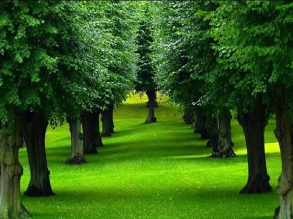 Nằm mơ thấy rừng cây có ý nghĩa gì, con số gì may mắn?