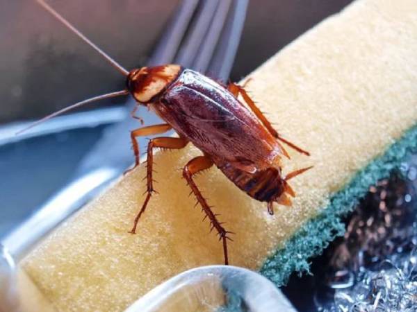 Con gián số mấy? Luận giải mơ thấy con gián là điềm gì?