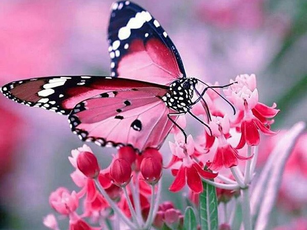 Con bướm số mấy, chọn số gì? Mơ thấy con bướm là điềm gì?