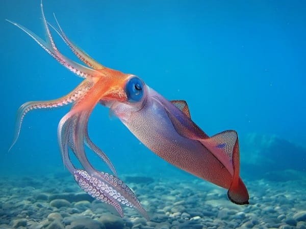 Con mực số mấy? Giấc mơ thấy mực báo hiệu điều gì sắp tới