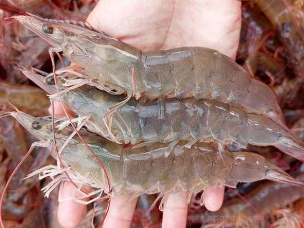 Tìm hiểu con tôm số mấy, là số gì và giải mã ý nghĩa