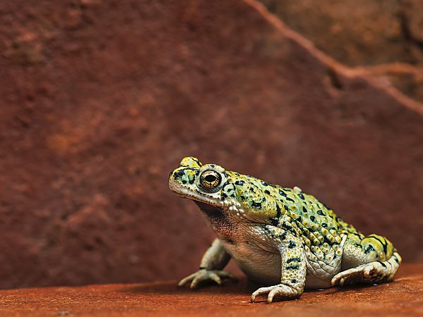 Con ếch số mấy, giải mã nằm mơ thấy con ếch hên hay xui?