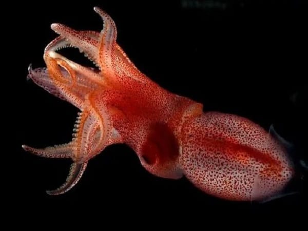 Ý nghĩa con mực trong phong thủy và tâm linh