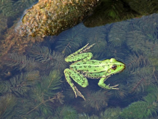 Con ếch số mấy, giải mã nằm mơ thấy con ếch hên hay xui?