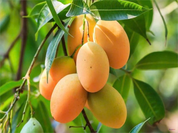 Mơ thấy quả xoài báo điềm gì? Gợi ý con số may mắn